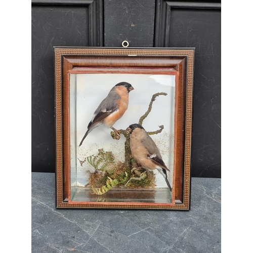 1333 - Taxidermy: a pair of Bullfinches, in a glazed hanging case, the whole 31.5 x 26.5cm. ... 