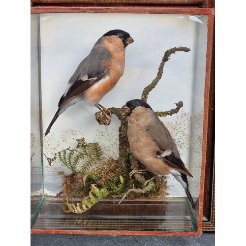 1333 - Taxidermy: a pair of Bullfinches, in a glazed hanging case, the whole 31.5 x 26.5cm. ... 