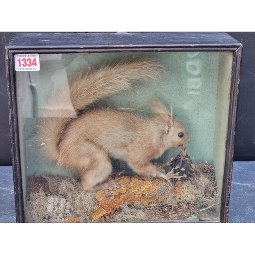 1334 - Taxidermy: a Red Squirrel, in a glass fronted case, 27 x 30cm, (glass cracked).