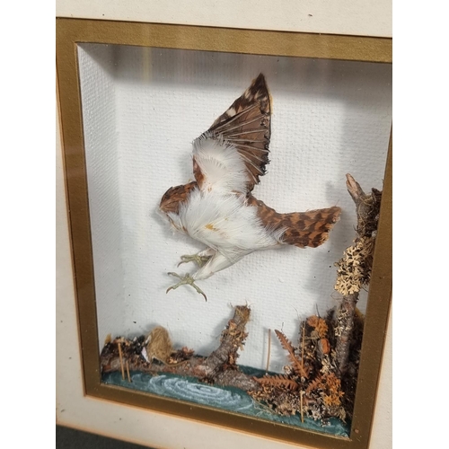 1354 - J McNeil, a pair of novelty simulated taxidermy dioramas, signed and dated '73, 15 x 11cm.... 