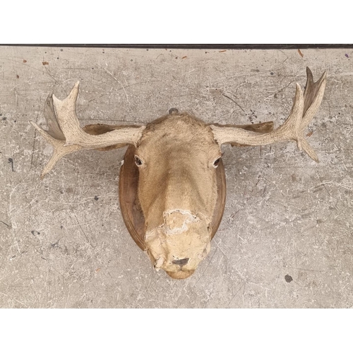 1725 - Taxidermy: a Moose head, on oak shield, approx 104cm wide.