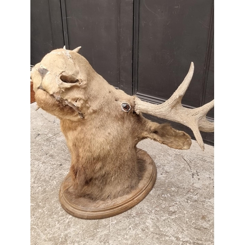 1725 - Taxidermy: a Moose head, on oak shield, approx 104cm wide.