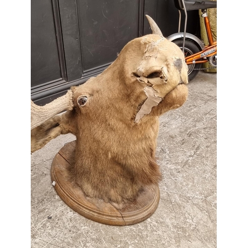 1725 - Taxidermy: a Moose head, on oak shield, approx 104cm wide.