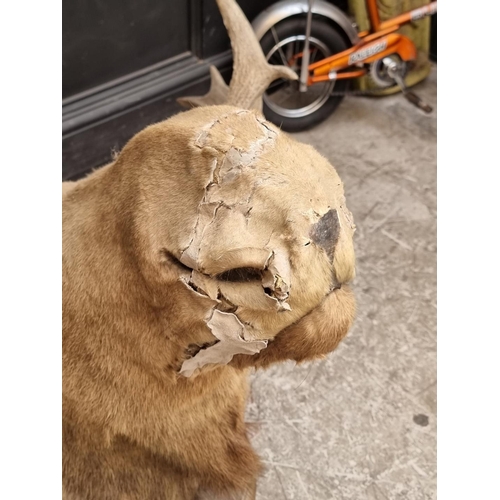 1725 - Taxidermy: a Moose head, on oak shield, approx 104cm wide.