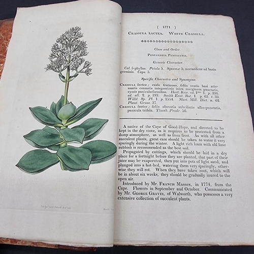 234 - COLOUR PLATE: 'Curtis's Botanical Magazine; or, Flower-Garden Displayed..': Vol XLIII: London, print... 