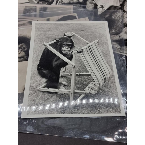 604 - BELT UP FOR THE CHIMP'S TEA PARTY! 41 fine large press photographs of the famous Twycross Zoo chimps... 