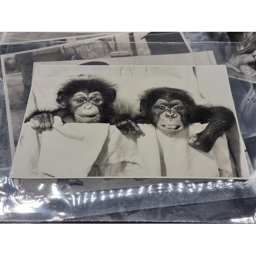 604 - BELT UP FOR THE CHIMP'S TEA PARTY! 41 fine large press photographs of the famous Twycross Zoo chimps... 