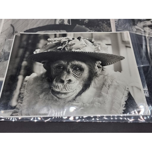 604 - BELT UP FOR THE CHIMP'S TEA PARTY! 41 fine large press photographs of the famous Twycross Zoo chimps... 