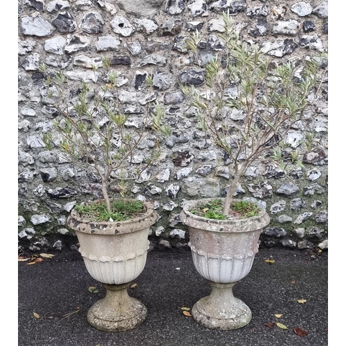 1692 - A pair of old weathered composition stone pedestal urns, 57cm high, planted with olive trees.... 