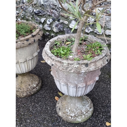 1692 - A pair of old weathered composition stone pedestal urns, 57cm high, planted with olive trees.... 