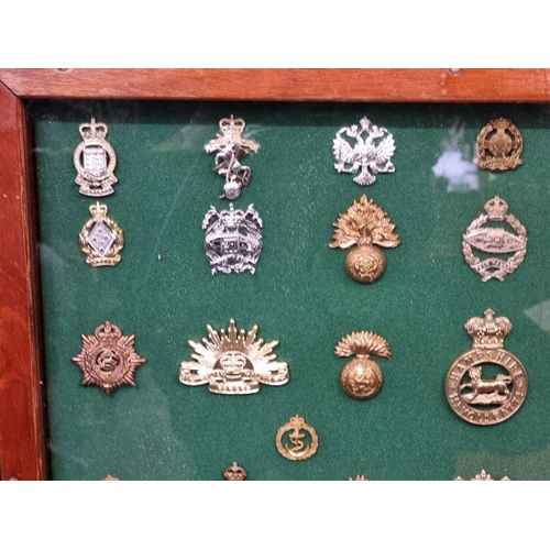 1703 - A framed display of British military cap badges. (54)