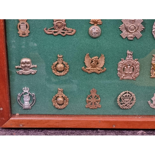 1703 - A framed display of British military cap badges. (54)