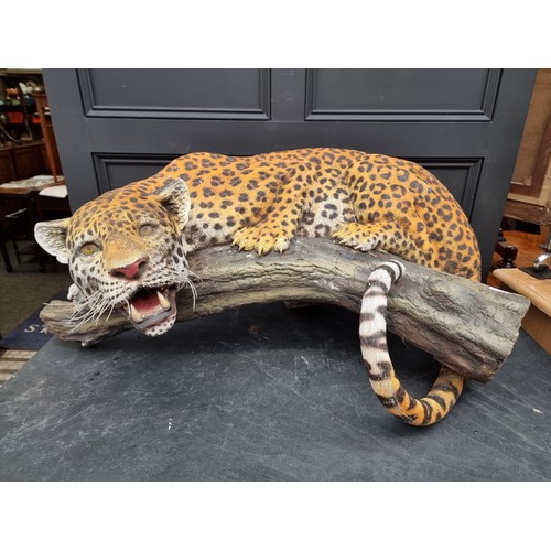 1459 - A large glass fibre leopard, 100cm wide.