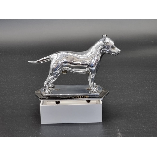 19 - A vintage chrome Staffordshire Bull Terrier car mascot, 15cm long.