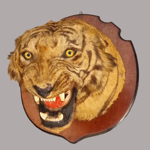 1633 - Taxidermy: a large Bengal Tiger head (Panthera tigris tigirs), attributed to Theobald Bros, Mysore, ...