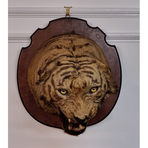 1633 - Taxidermy: a large Bengal Tiger head (Panthera tigris tigirs), attributed to Theobald Bros, Mysore, ... 