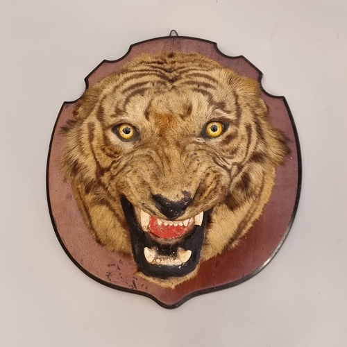 1633 - Taxidermy: a large Bengal Tiger head (Panthera tigris tigirs), attributed to Theobald Bros, Mysore, ... 