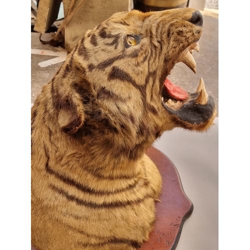 1633 - Taxidermy: a large Bengal Tiger head (Panthera tigris tigirs), attributed to Theobald Bros, Mysore, ... 