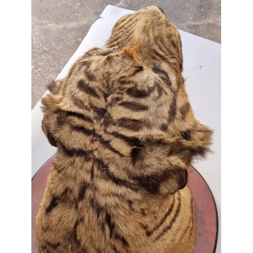1633 - Taxidermy: a large Bengal Tiger head (Panthera tigris tigirs), attributed to Theobald Bros, Mysore, ... 