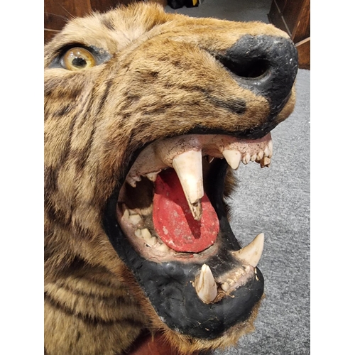 1633 - Taxidermy: a large Bengal Tiger head (Panthera tigris tigirs), attributed to Theobald Bros, Mysore, ... 