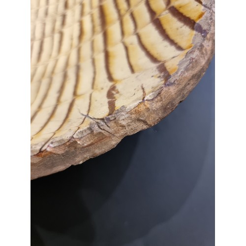 1314 - A good and large antique slipware dish, possibly Isleworth, with combed decoration, 52cm wide.... 