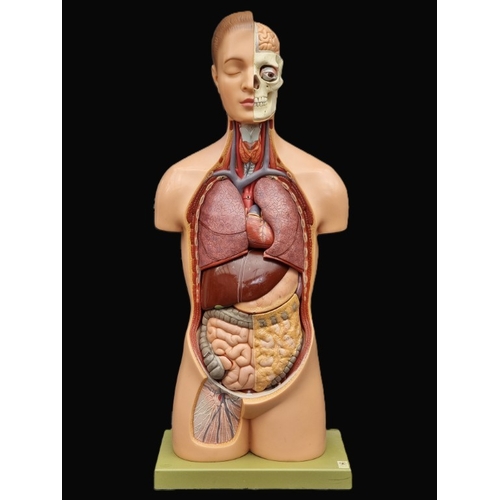 A SOMSO life-size anatomical model, 92cm high.