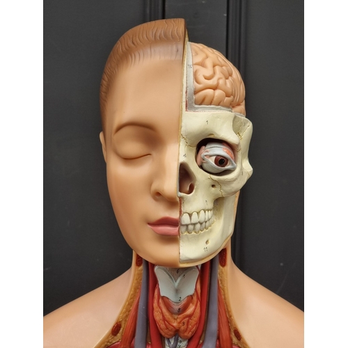 1537 - A SOMSO life-size anatomical model, 92cm high.
