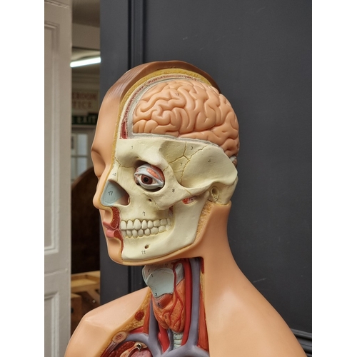 1537 - A SOMSO life-size anatomical model, 92cm high.