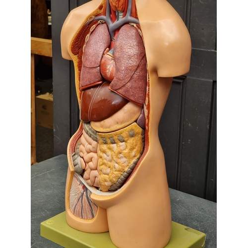 1537 - A SOMSO life-size anatomical model, 92cm high.