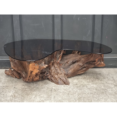 1095 - A large root wood and smoked glass top coffee table, 142.5cm wide.