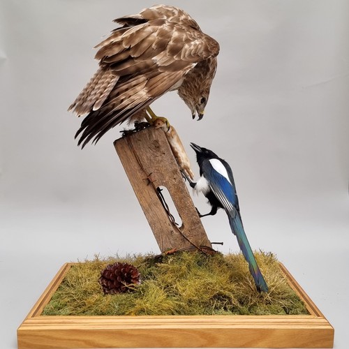 Taxidermy: a large and impressive group of Buzzard, Magpie and Weasel, on stump with grassy base, in a pale oak and glazed case, (crack to glass), 80cm high x 65cm wide x 43cm deep.