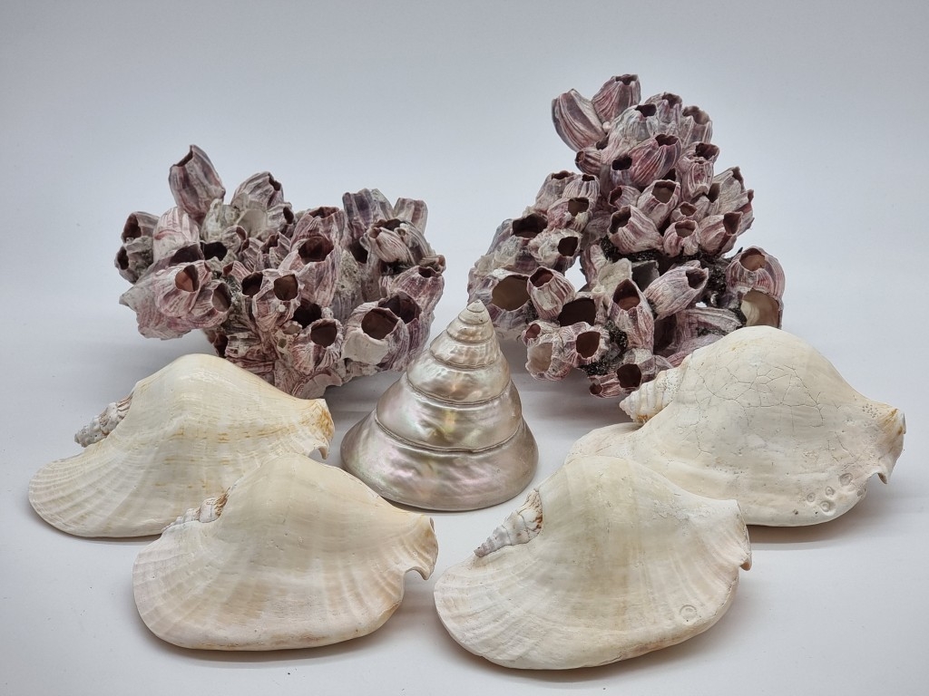 Natural History: two Purple Barnacle clusters, largest 20cm wide ...