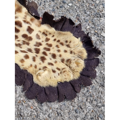 Taxidermy: a Leopard skin rug, with head, backed, 184cm long x 115cm wide.