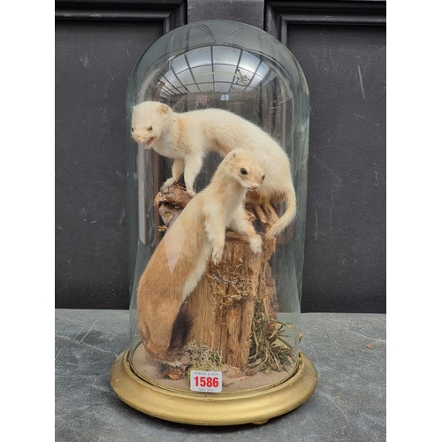 Taxidermy: a pair of Stoats, on a gold painted base with glass dome, 38 ...
