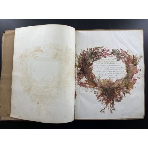 22 - SEAWEED ALBUM: an album of approx 85 tipped-in seaweed specimens, majority collected in Torquay and ... 