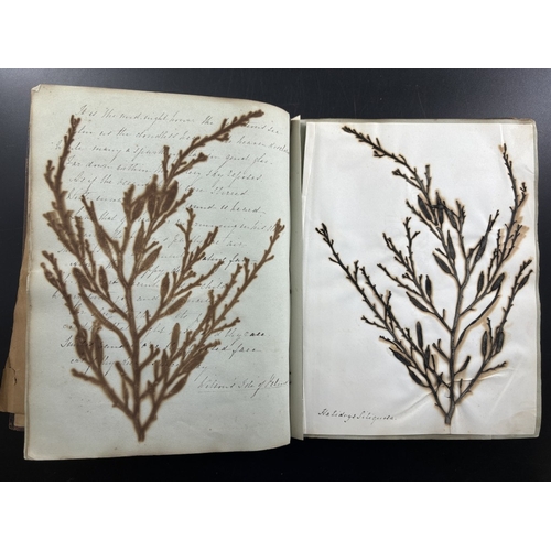 22 - SEAWEED ALBUM: an album of approx 85 tipped-in seaweed specimens, majority collected in Torquay and ... 