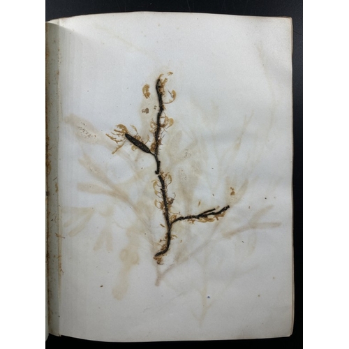 22 - SEAWEED ALBUM: an album of approx 85 tipped-in seaweed specimens, majority collected in Torquay and ... 