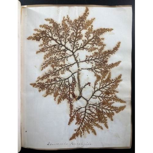 22 - SEAWEED ALBUM: an album of approx 85 tipped-in seaweed specimens, majority collected in Torquay and ... 
