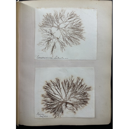 22 - SEAWEED ALBUM: an album of approx 85 tipped-in seaweed specimens, majority collected in Torquay and ... 