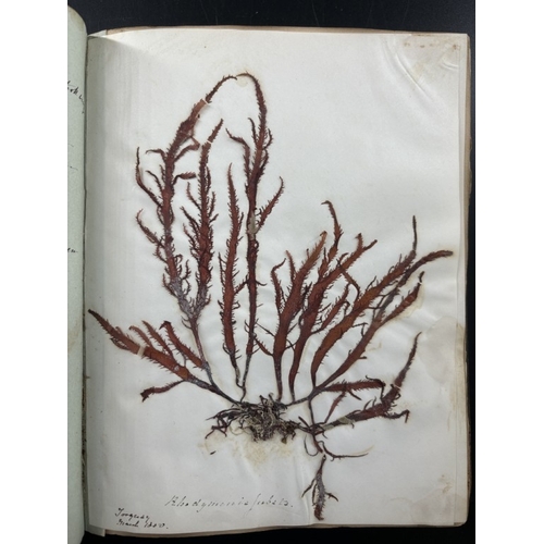 22 - SEAWEED ALBUM: an album of approx 85 tipped-in seaweed specimens, majority collected in Torquay and ... 