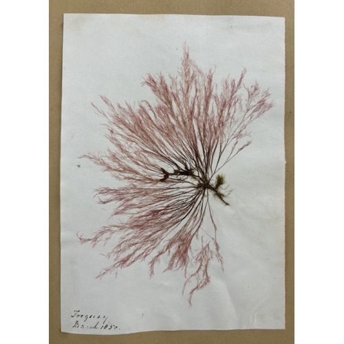 22 - SEAWEED ALBUM: an album of approx 85 tipped-in seaweed specimens, majority collected in Torquay and ... 