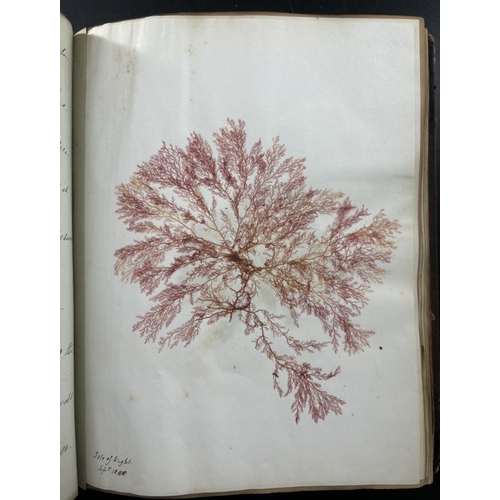 22 - SEAWEED ALBUM: an album of approx 85 tipped-in seaweed specimens, majority collected in Torquay and ... 