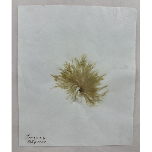 22 - SEAWEED ALBUM: an album of approx 85 tipped-in seaweed specimens, majority collected in Torquay and ... 