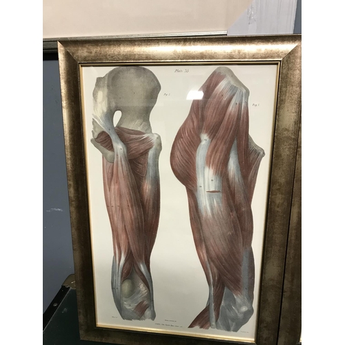 177 - 2 x Lovely F&G Anatomical pictures