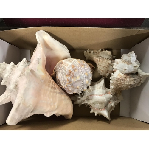 278 - Box of 5 x large sea shells