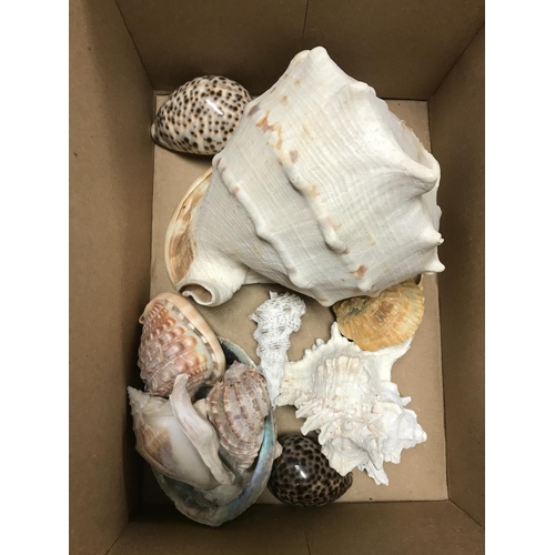 675 - Box of assorted sea shells