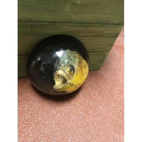 548 - Very unusual vintage paperweight with a Piranha head inside