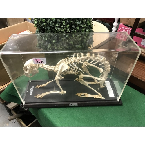 378 - CASED SKELETON OF A HARE