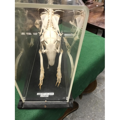 378 - CASED SKELETON OF A HARE