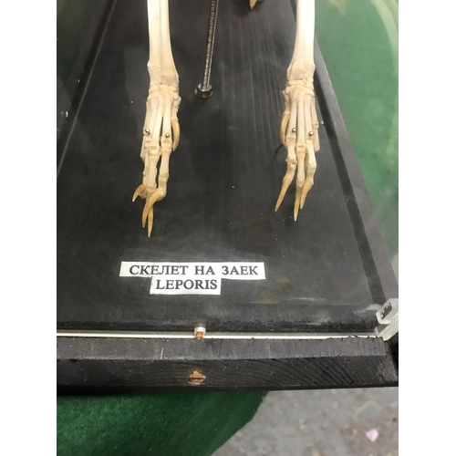 378 - CASED SKELETON OF A HARE